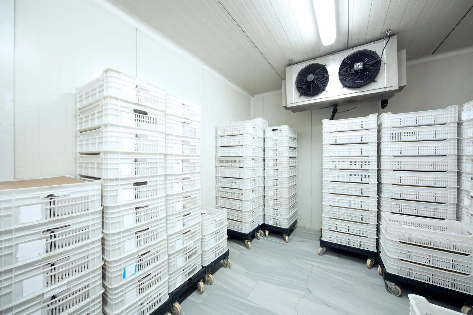 Stacks of white plastic crates arranged on rolling pallets inside a refrigerated commercial storage room.